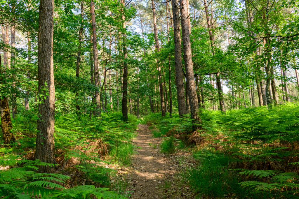 Sunlit forest path through green ferns