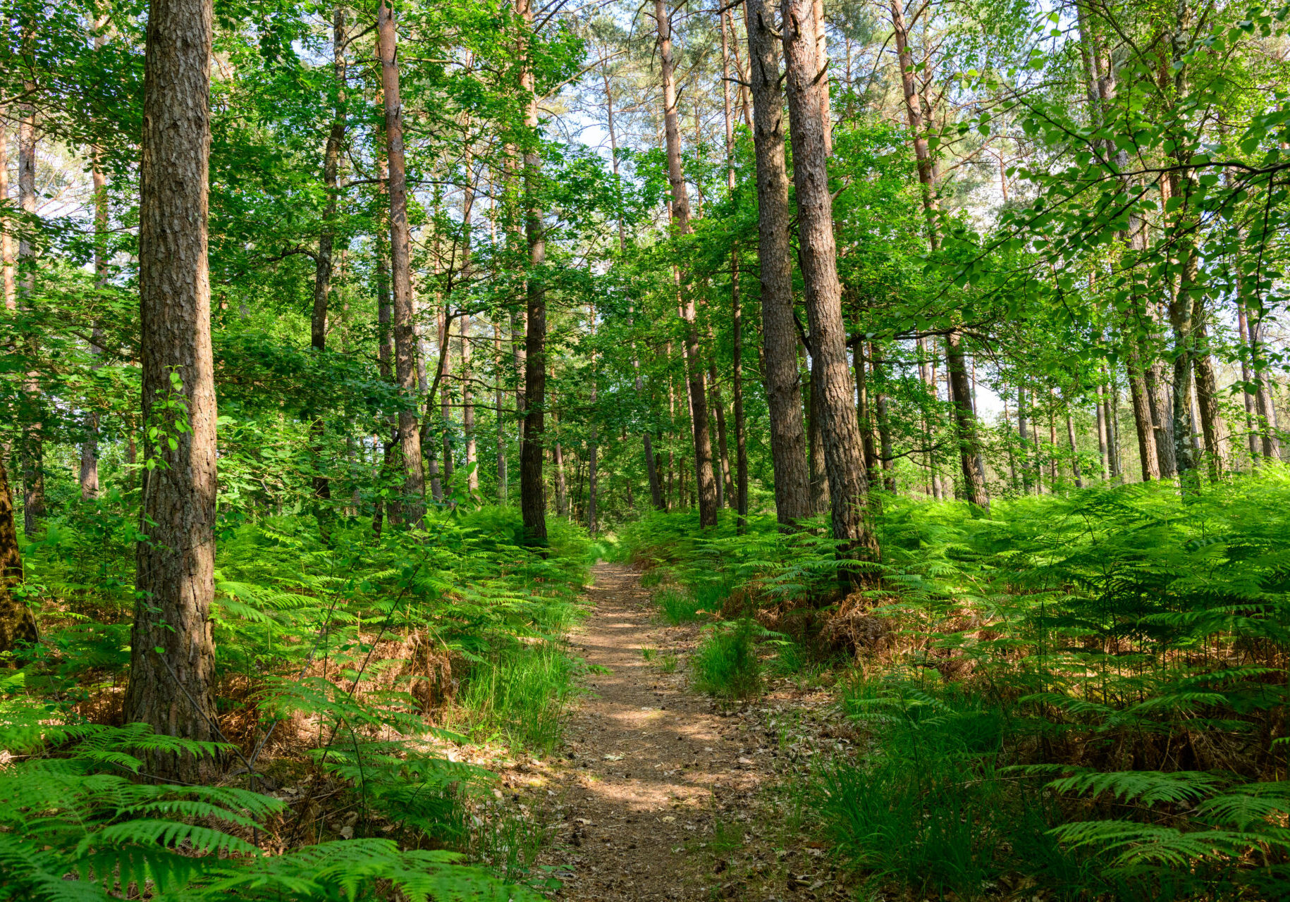 Sunlit forest path through green ferns
